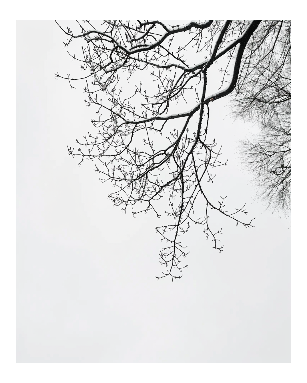 Naturposter med nakna grenar som sträcker sig mot en ljus himmel, designad av Nordanio. Minimalistisk naturbild.