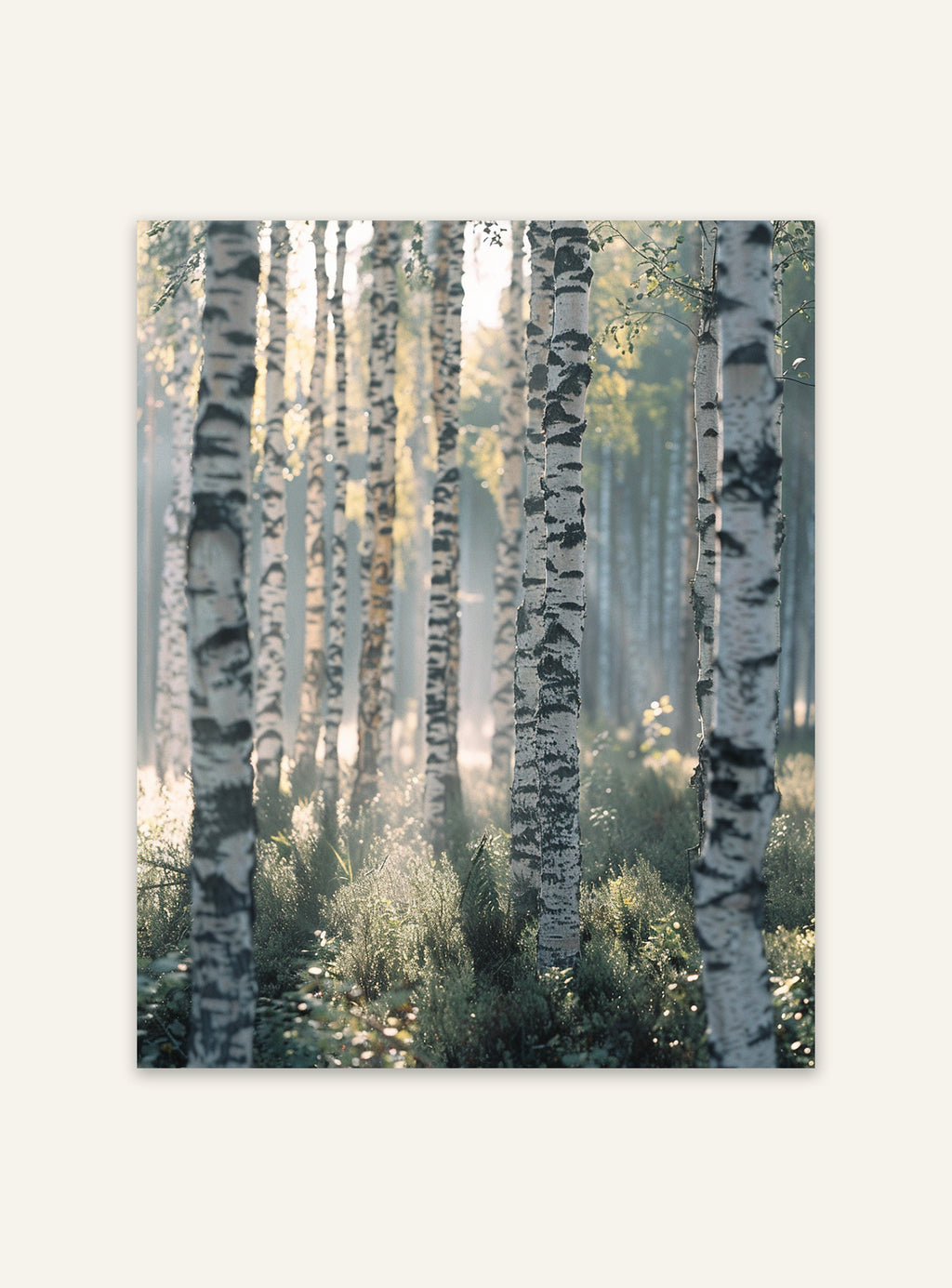 Naturposter av björkskog med ljus från Nordanio, visar ett fridfullt skogsbild med ljusinsläpp och gröna träd.