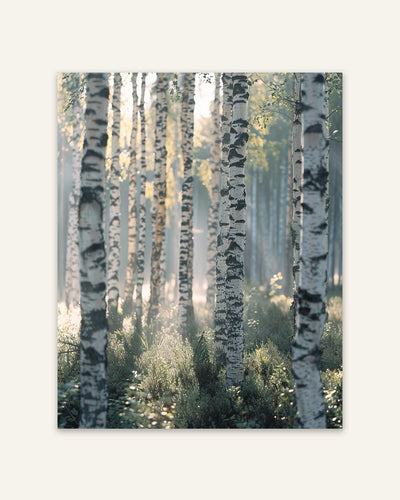 Birch Forest Light Poster