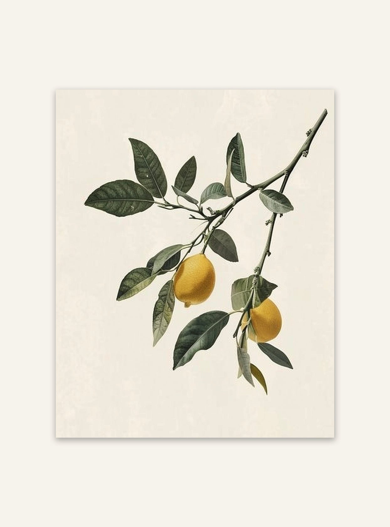 Citrusgren poster av Nordanio, fruktposter med färgglada citron- och apelsingrenar på vit bakgrund.