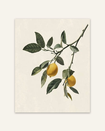 Citrus Branch Poster