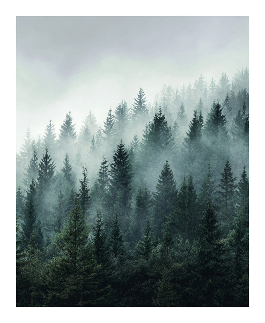 Minimalistisk naturposter av tallskog i skandinavisk stil från Nordanio, visar en dimmig skogsvy med träd och lugn atmosfär.