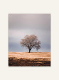 Neutral naturposter av Lone Tree från Nordanio, minimalistisk väggkonst med ett ensamt träd på en lugn bakgrund.