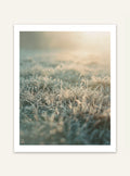 Frost Grass poster från Nordanio, naturmotiv med frostbeklämt gräs, väggdekoration för naturälskare.