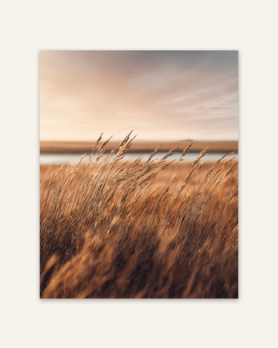 Golden Grass Field Poster