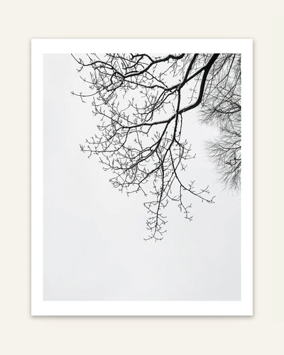 Bare Branches Poster