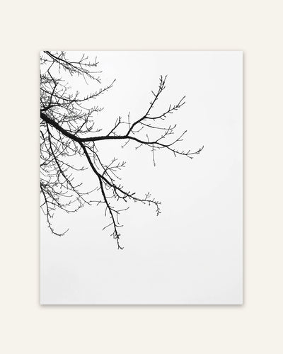 Bare Branches Poster
