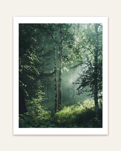 Forest Haze Poster