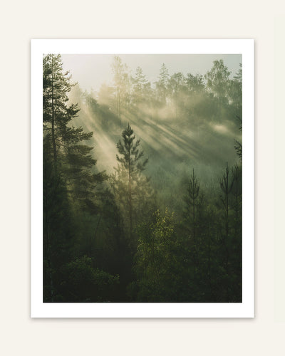 Forest Light Mist Poster